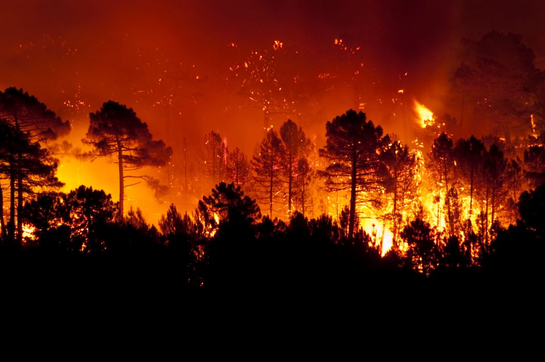 Raging wildfire engulfs forest with tall trees silhouetted against fiery orange flames at night.
